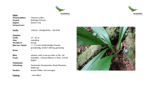 Clintonia uniflora - Wilderness International