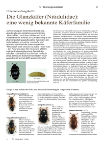 Die Glanzkäfer (Nitidulidae):