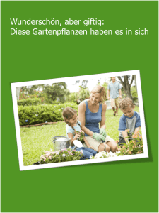 Wunderschön, aber giftig: Diese Gartenpflanzen