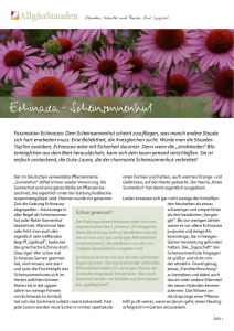 Pflanzentipps von AllgäuStauden: Echinacea