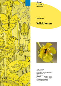 Wildbienen - Kistler Holistic