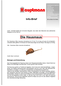 Mäuse - Hauptmann GmbH