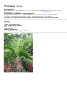 Washingtonia robusta