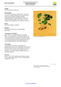 Oxalis acetosella L. Wald-Sauerklee