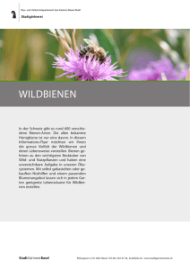 wildbienen - Baummaa Baum