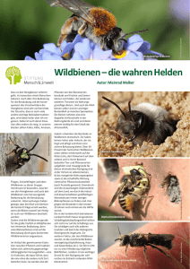 Wildbienen – die wahren Helden