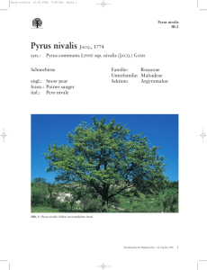 Pyrus nivalis