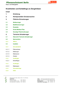 Krankheiten und Schädlinge an Ziergehölzen