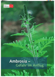 Ambrosia - Landesamt für Umwelt