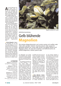 Magnilien, gelbblühende, DEGA 03/2006