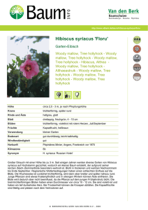 Hibiscus syriacus `Floru`
