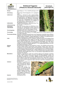 Phelsuma laticauda - SKN