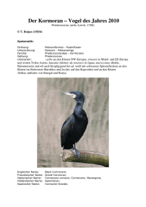Der Kormoran – Vogel des Jahres 2010