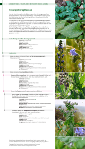 Kapitel Boraginaceae - Paul Pietsch Verlage