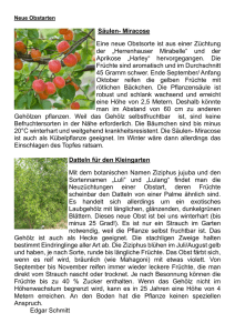 Dominik Blumen und Pflanzen Rosmarin 1 Pflanze h/ängend 17cm Topf