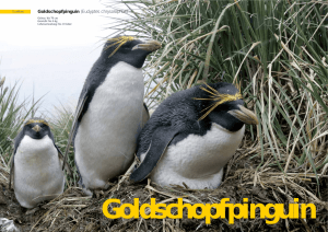 Goldschopfpinguin - Antarctica