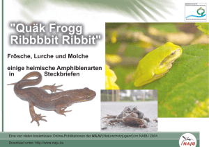 NAJU Broschüre Amphibien