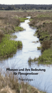 Pflanzen und ihre Bedeutung für Fliessgewässer – Praxistipps