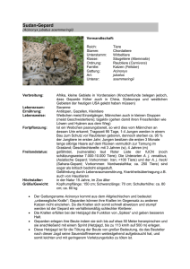 (Sudan-)Gepard - Zooschule Landau