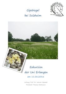 Gipshügel bei Sulzheim Exkursion der Uni - GeoBotanik