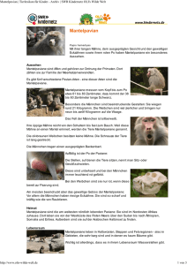 Mantelpavian PDF OLIs Tierlexikon