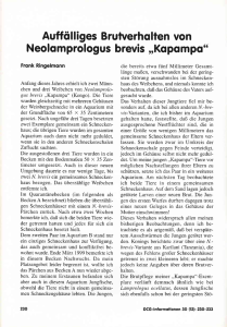 Neolomprologus brevis,,Kopompo"