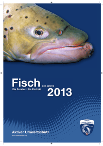 Bachforelle - Verband Hessischer Fischer