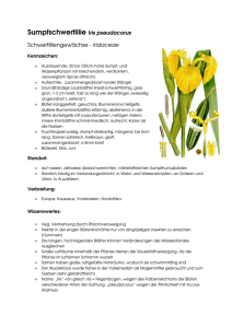Sumpfschwertlilie Iris pseudacorus