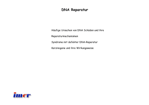 DNA Reparatur