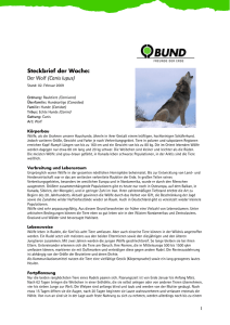 Steckbrief Wolf - BUND Brandenburg