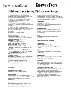 Hibiskus Luna Series Hibiscus moscheutos