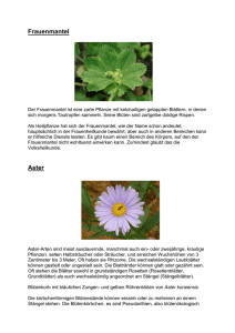 Frauenmantel Aster