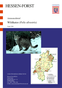 Wildkatze - Hessen