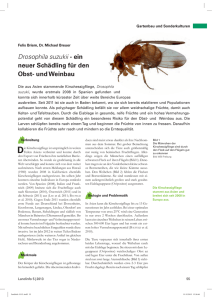 Drosophila suzukii – ein neuer Schädling für den Obst