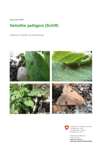 Heliothis peltigera (Schiff)