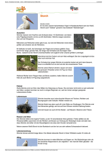 Storch | Tierlexikon für Kinder - Archiv | SWR Kindernetz OLI`s Wilde