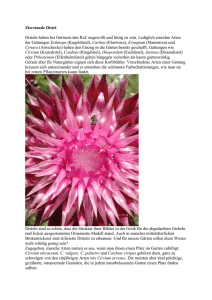 Bericht Cirsium und Carduus