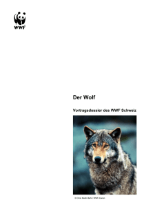 Der Wolf in der Schweiz