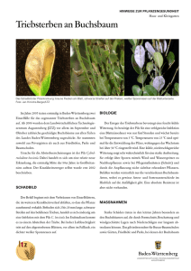 Triebsterben an Buchsbaum - Cylindrocladium buxicola