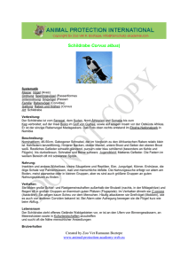 Schildrabe Corvus albus - Akademie für Tierschutz