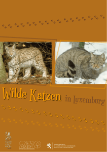 Wilde Katzen - Portail de l`Environnement