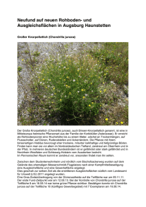 Neufund Großer Knorpellattich (Chondrilla juncea)