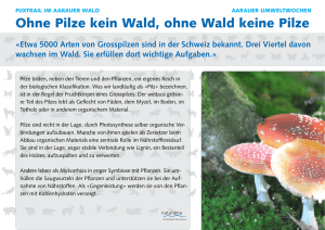 Ohne Pilze kein Wald, ohne Wald keine Pilze