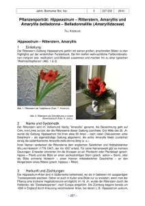 Pflanzenporträt: Hippeastrum – Ritterstern, Amaryllis und Amaryllis