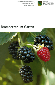 Brombeeren im Garten - Territorialverband Bautzen