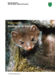 Steinmarder im Quartier - Amt für Natur, Jagd und Fischerei