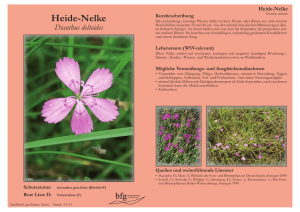 Heide-Nelke