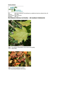 Die Elsbeere (Sorbus torminalis) – die kostbare Unbekannte