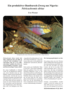 Ein produktiver Buntbarsch-Zwerg aus Nigeria: Pelvicachromis silviae
