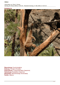 Hylobates lar Überordnung: Euarchontoglires Ordnung: Primaten